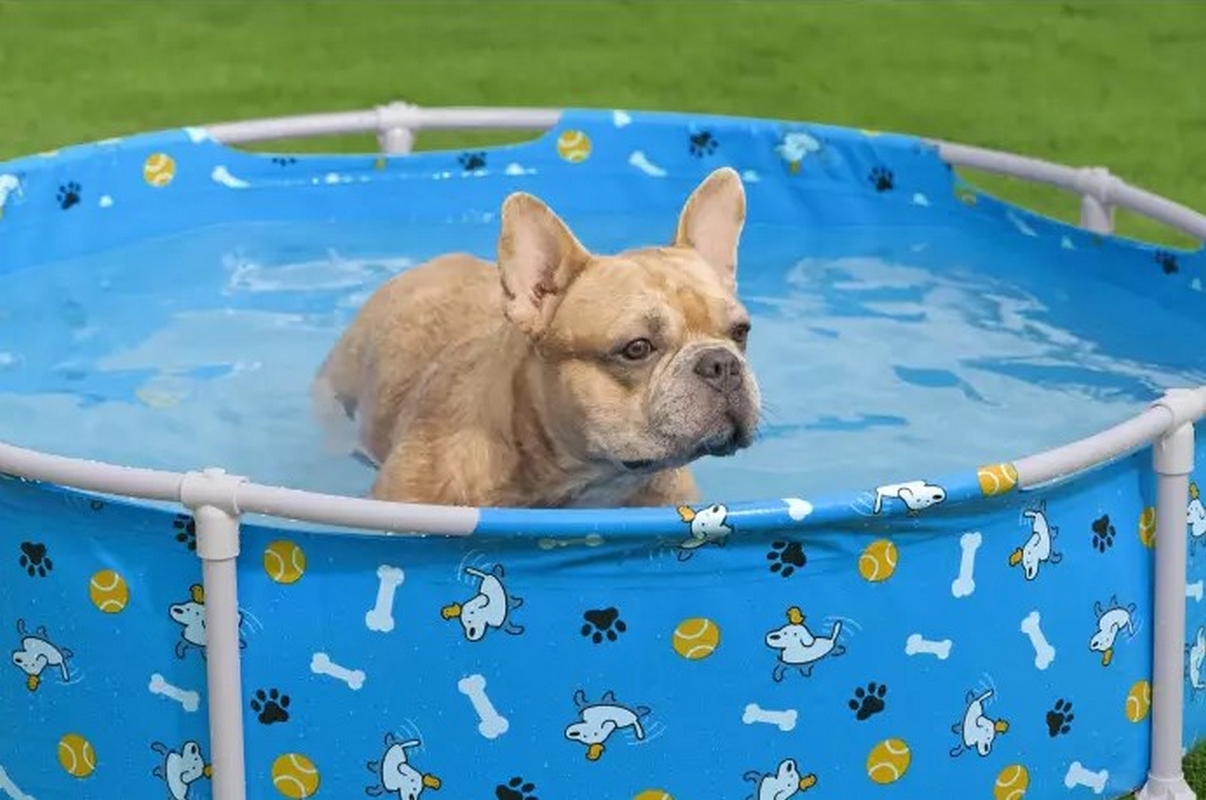 Каркасный бассейн для животных 122х30,5см Bestway Fetchin' Fun Pet Play Pool 561KM 1206_800